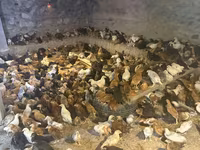 Chickens — foto 1