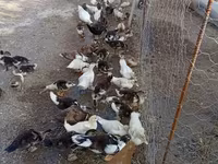 Ducks — photo 7
