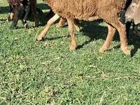 Ram, Sheep — photo 1