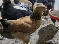 Chickens — photo 1