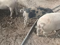 Qaban, Donuzlar — foto 3