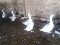 Geese — photo 1