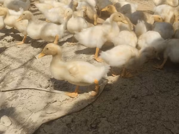 German Pekin