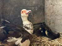 Ducks — foto 4