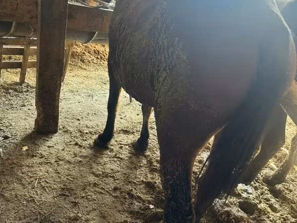 Égua, Cavalos
