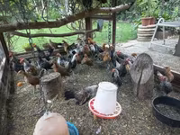 Holenderski bantam — zdjęcie 8