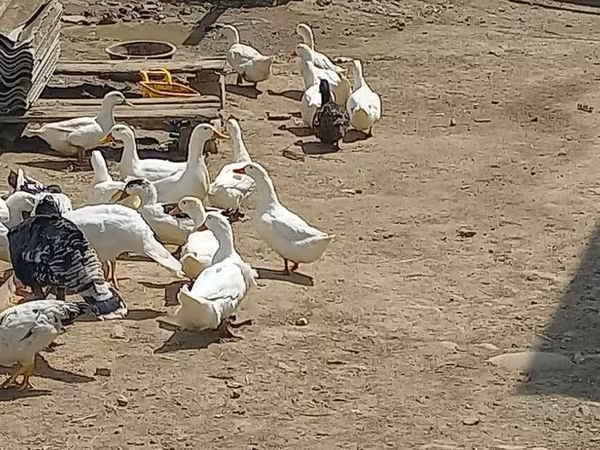 Ducks — Azerbaijan