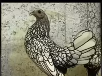 Chickens — 照片 7