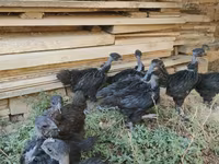 Chickens — photo 2