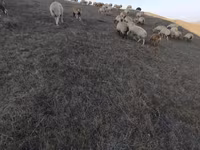 绵羊（批次，未指定性别）, Sheep — 照片 1