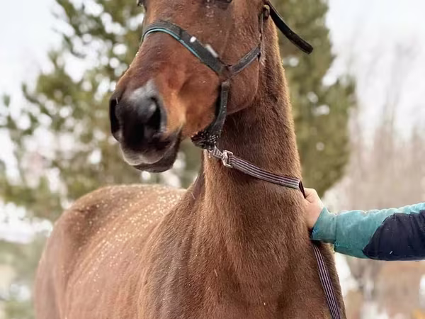 Toychoq, Akhal-Teke