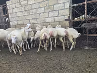 Sheep, Sheep — photo 4