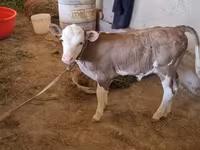 Bull, Red-spotted breed — photo 1