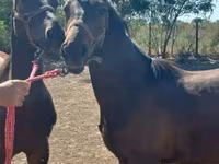 Stute, Nonius horse — Foto 7