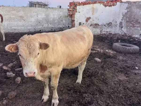 Buğa, Swiss cattle