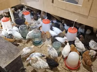 Chickens — foto 6