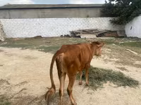Cow, Cattle — photo 7