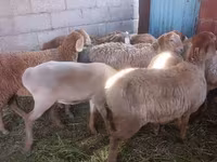 Sheep, Arashan sheep — photo 1