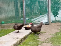 Ducks — Foto 3