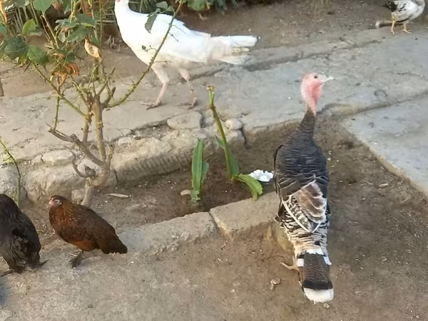 Geniş Sinəli Ağ — Azərbaycan