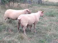 Ram, Rouge de l’Ouest sheep — photo 1