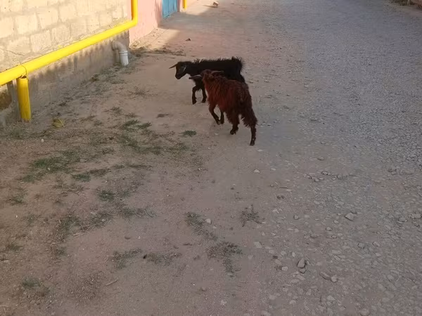 Billy Goat, Goats