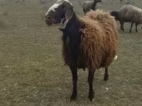 كبش, الأغنام — الصورة 1
