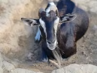 Ziege, Toggenburg goat — Foto 4