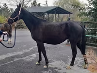 فرس, Akhal-Teke — الصورة 3