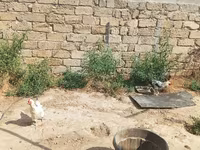 Chickens — photo 1
