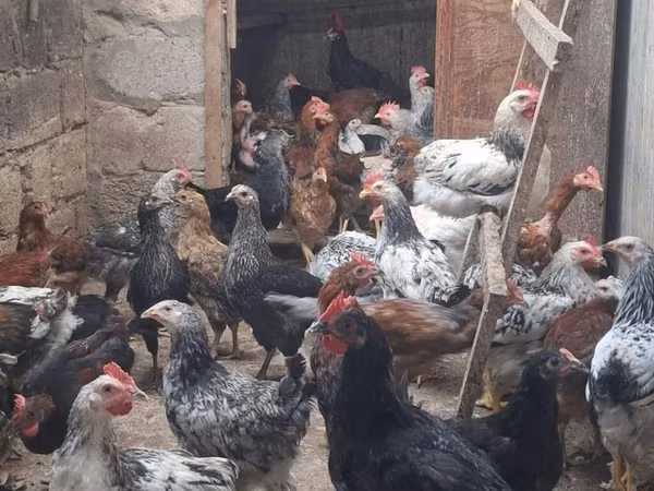 Chickens — Azerbaijan