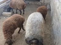 Sheep, Sheep — photo 6