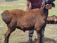 Qoç, Blackheaded Persian sheep — foto 2