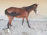 At, Arabian horse — foto 1