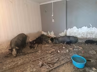 Boar, Pigs — photo 6