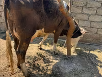 Vaca, Ganado vacuno — foto 1