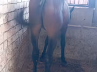 At, Manipuri pony — foto 1