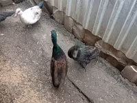 Ducks — photo 4
