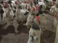 Chickens — photo 3