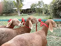 Owca, Arashan sheep — zdjęcie 2