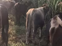 Bull, Cattle — photo 3