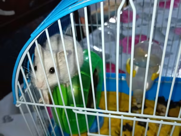 Hamster və qəfəs dəsti Məhsulun tərkibi: - Kiçik ölçülü, taşyanaqlı
