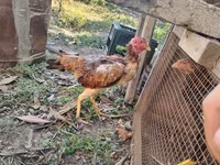 Chickens — Foto 1
