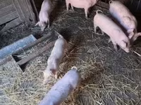 Чочколор (партия, жынысы көрсөтүлгөн эмес), Чочколор — сүрөт 2