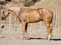 Cavalo, Quarter Horse — foto 1