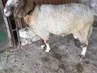 Ram, Sheep — photo 2