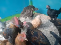 Chickens — photo 6