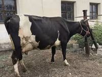 Kuh, Russian Black pied cattle — Foto 7