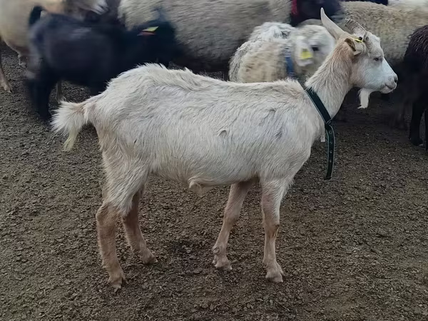 Эчки, Альпийская эчки