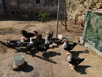 Ducks — 照片 1